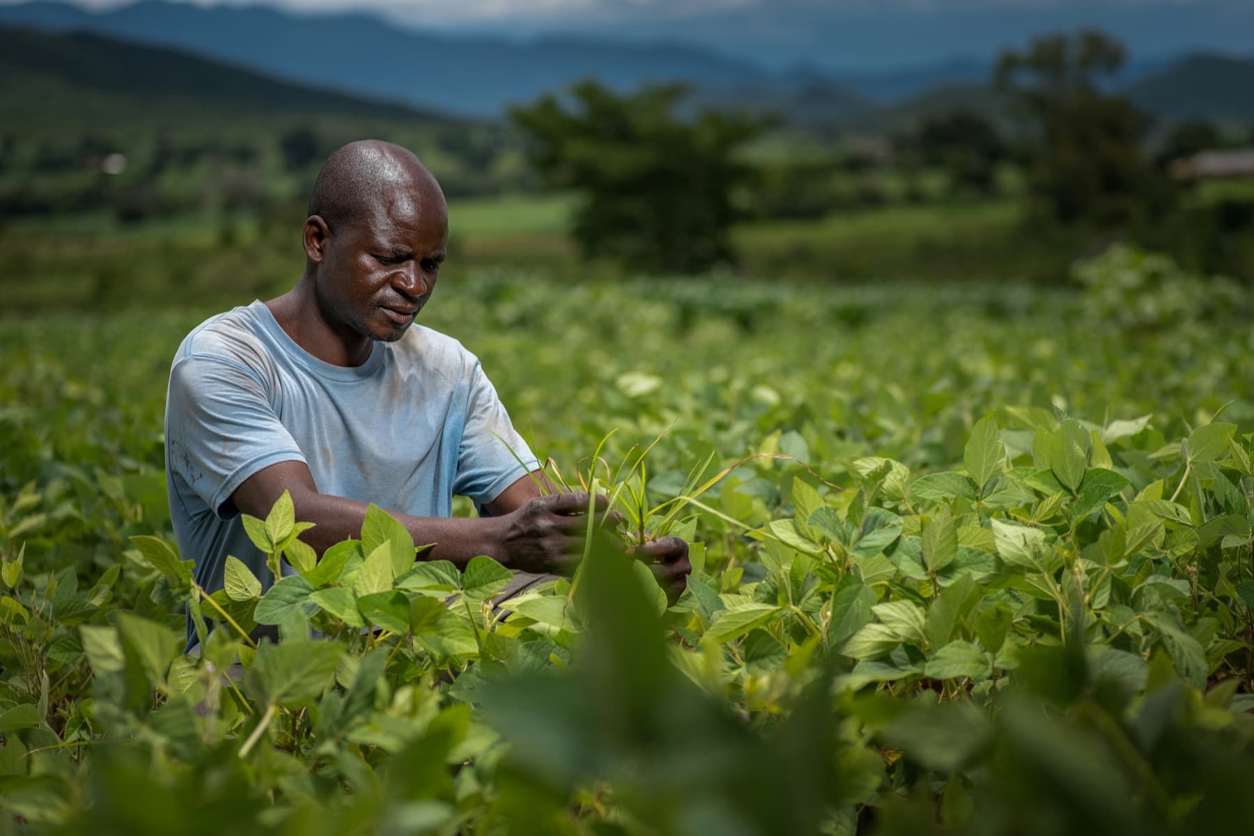 An agronomist in a soya field