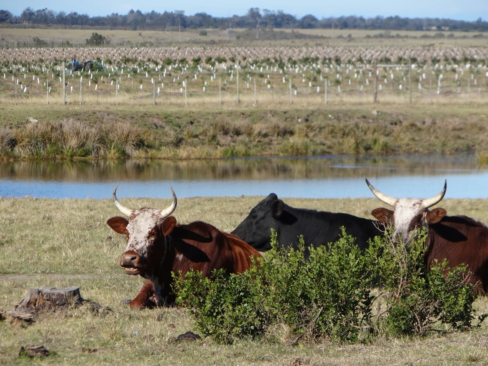Cattle resting beside a dam