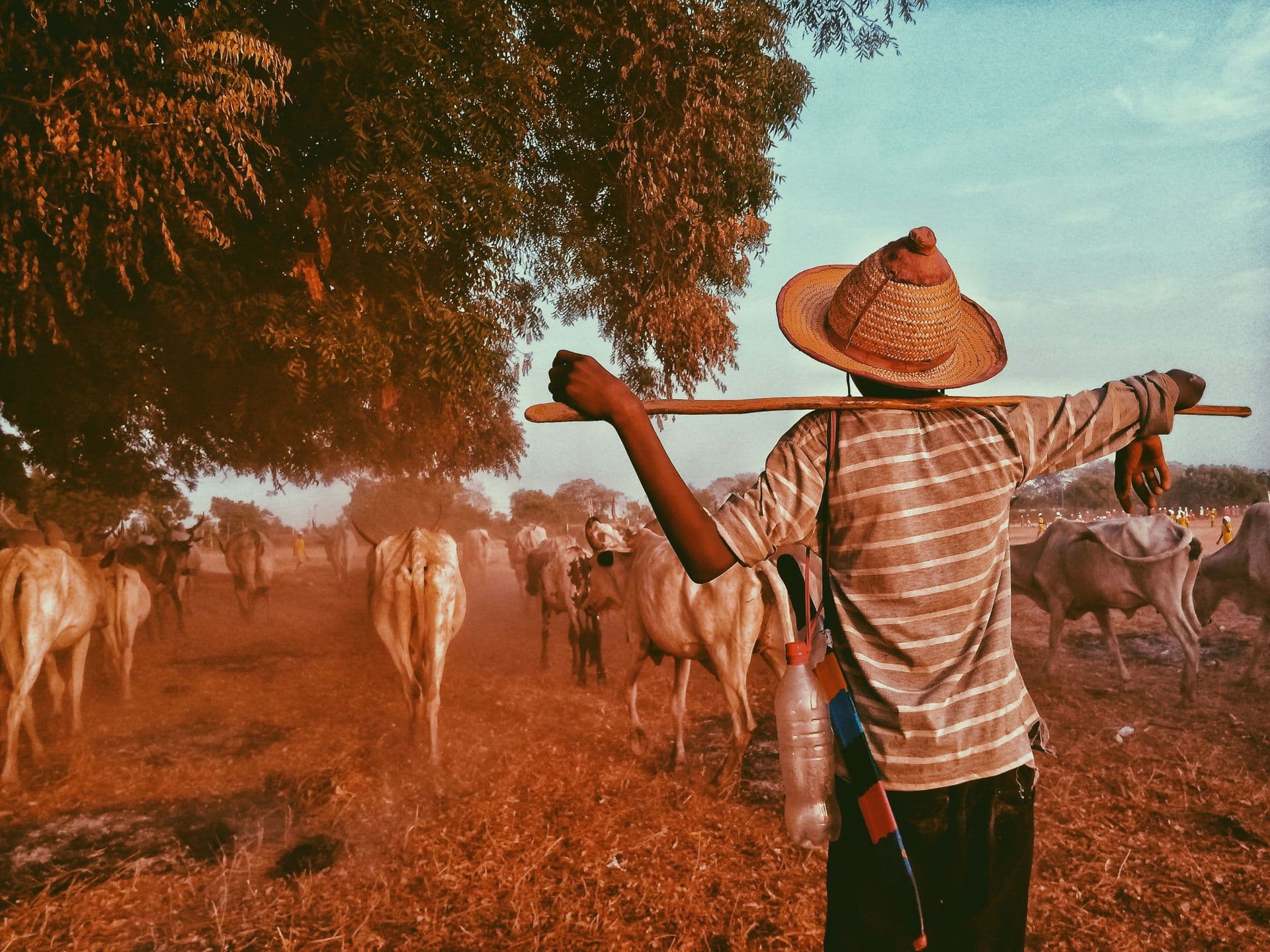 A farmer in the field at sunset