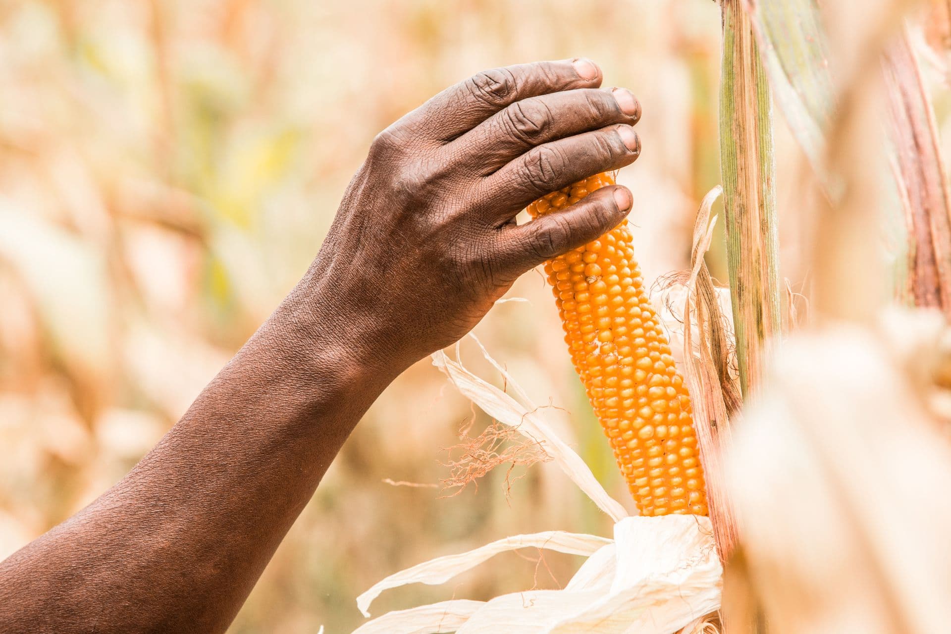 A maize cob