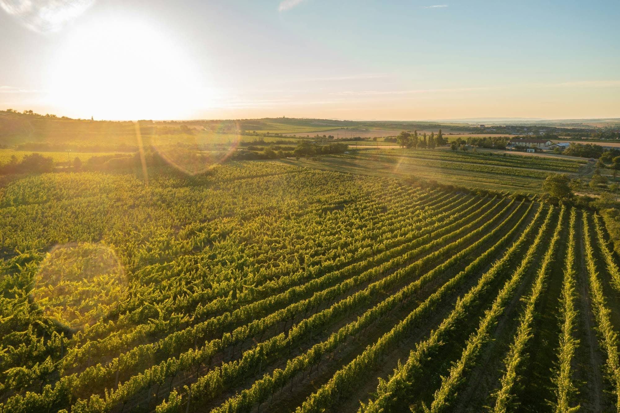Vineyard rows from above with the sun low over the farm