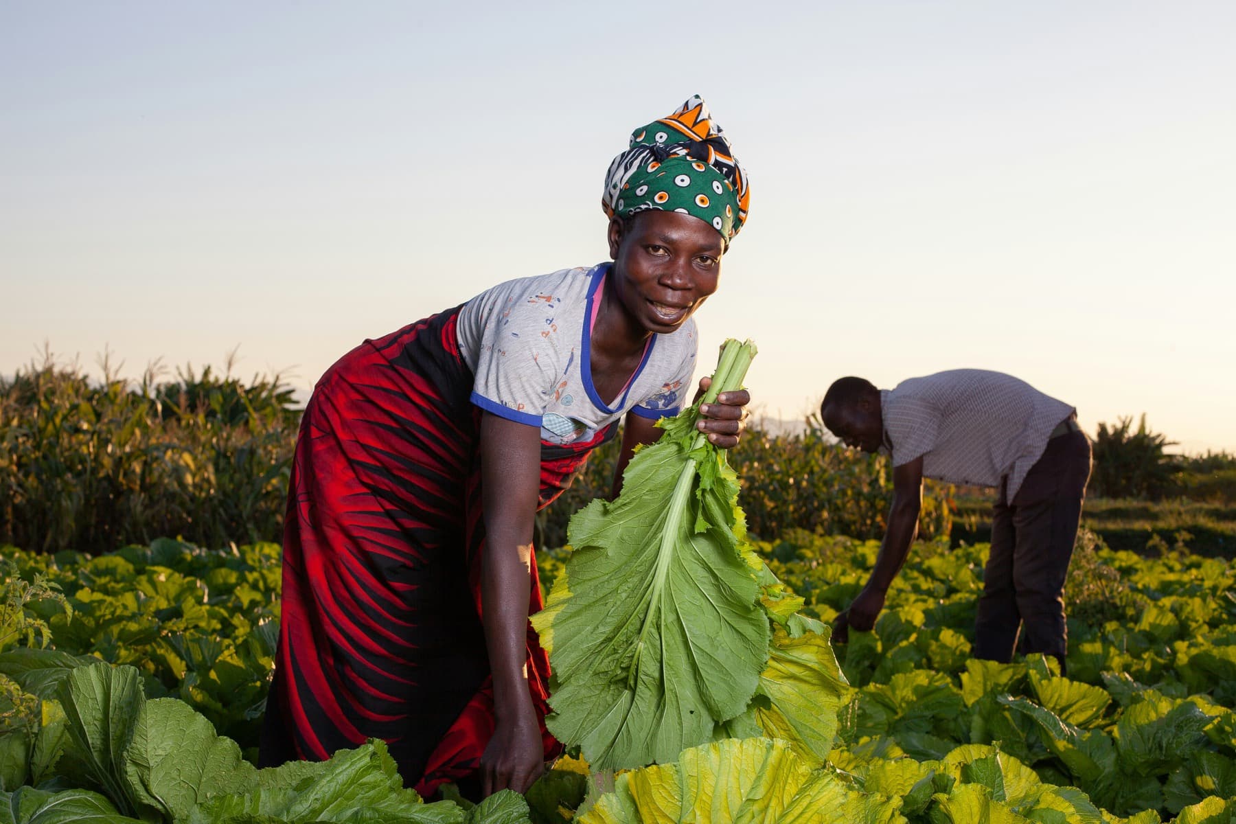 A grower with leafy greens