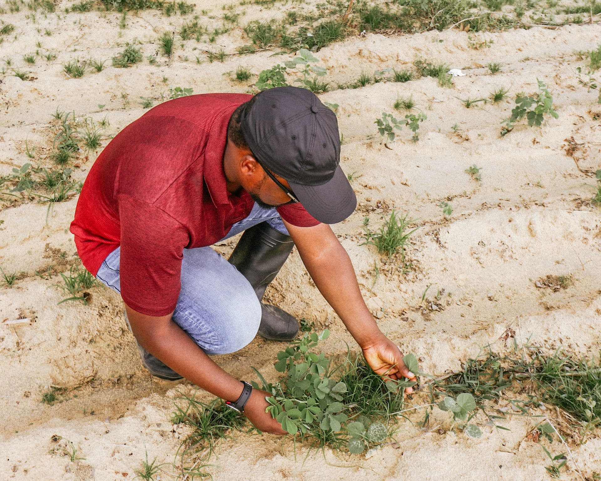 A farmer inspecting a crop