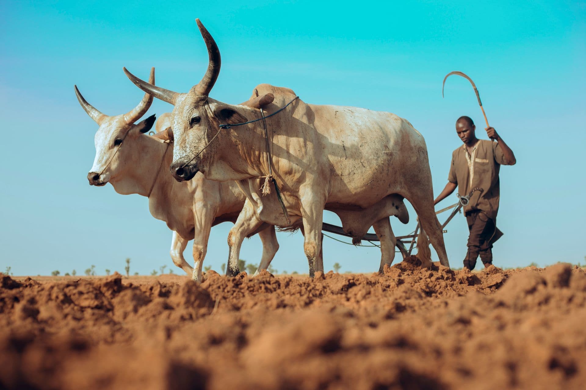 Oxen working a field