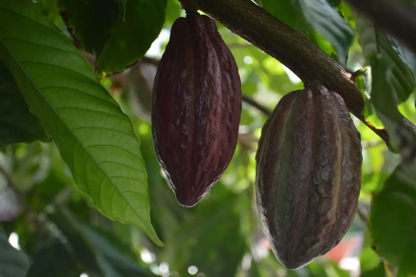 Cocoa pods on the tree