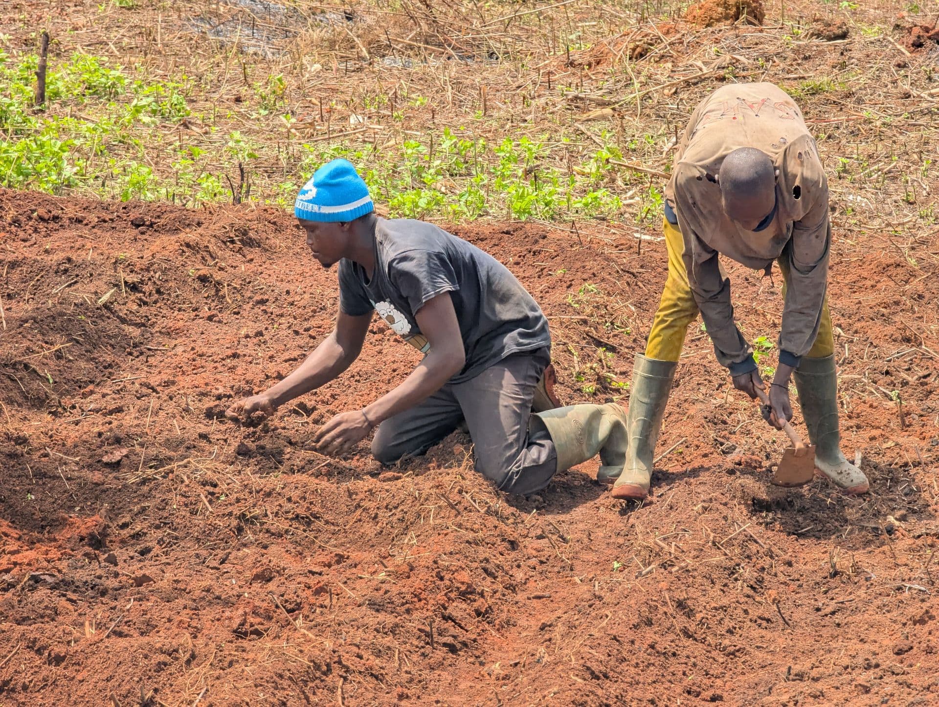 Hands holding soil